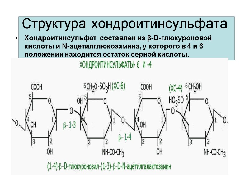 Структура хондроитинсульфата Хондроитинсульфат  составлен из β-D-глюкуроновой кислоты и N-ацетилглюкозамина, у которого в 4
